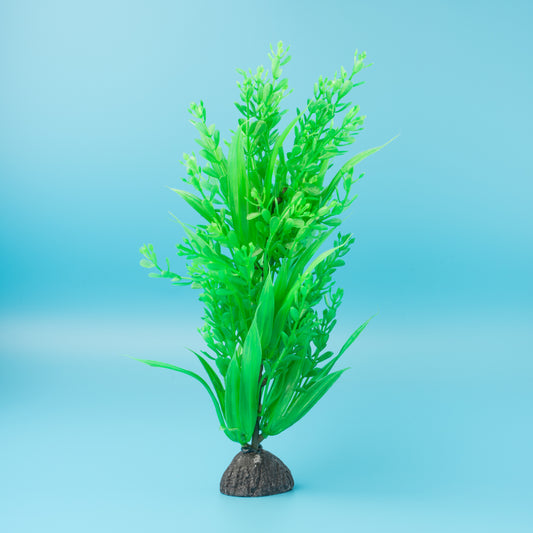 Aqua Plant