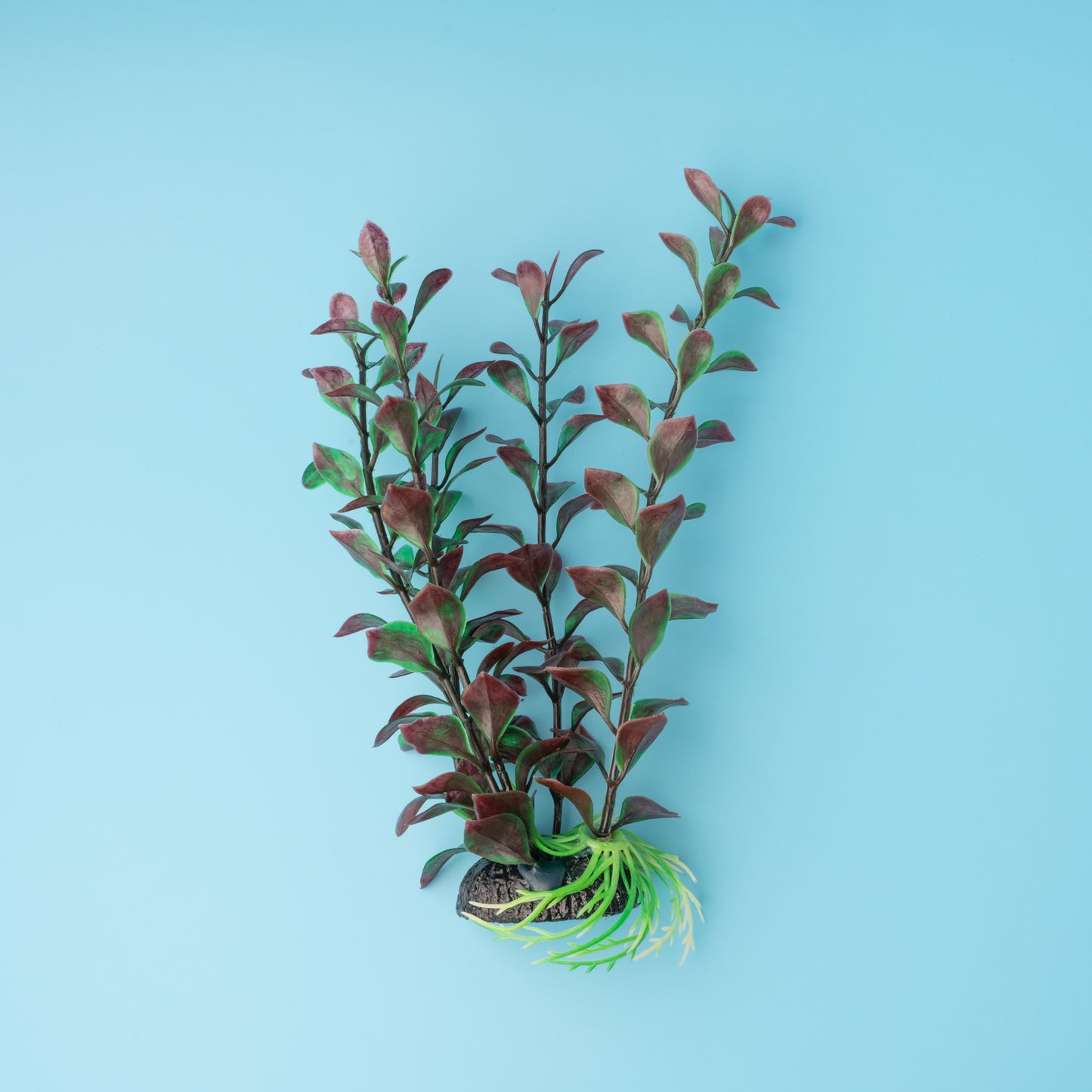 Aqua Plant