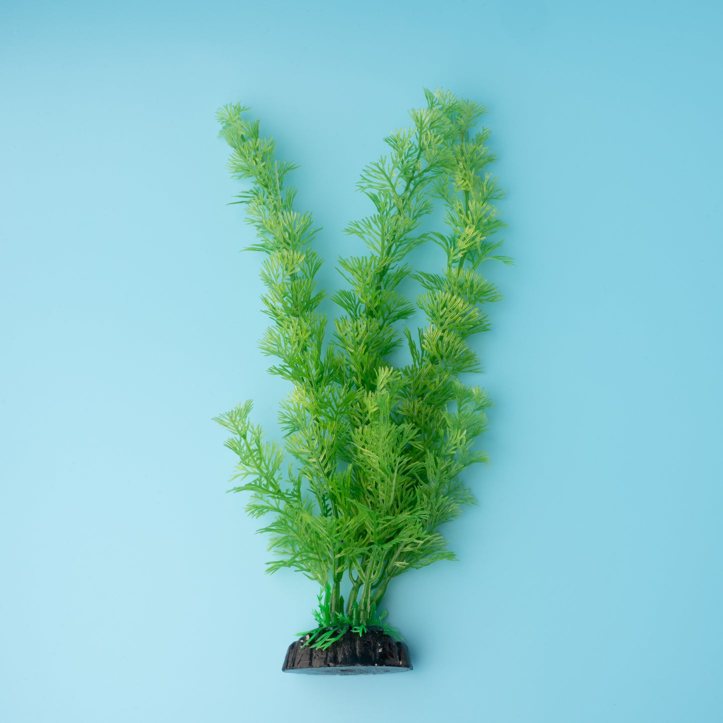 Aqua Plant